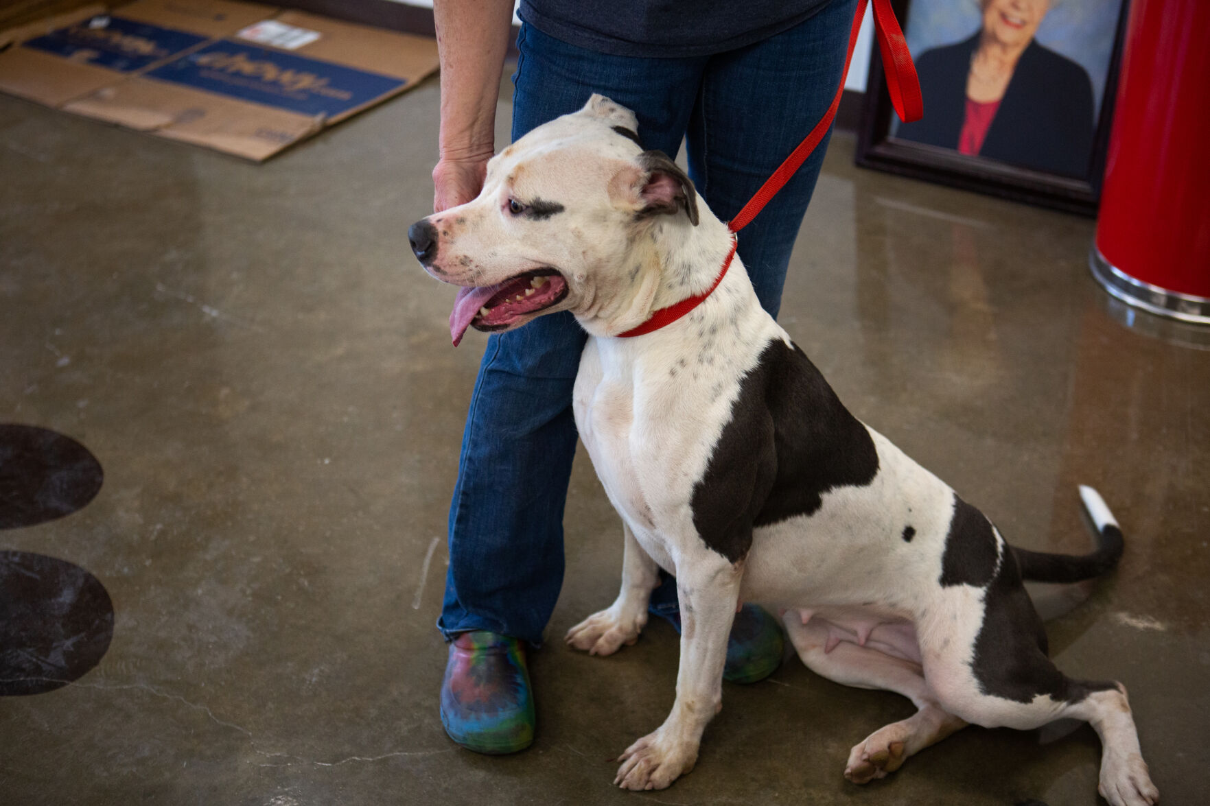 Calhoun County Humane Society